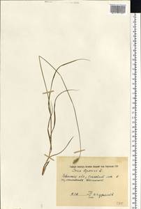 Carex leporina L., Eastern Europe, North Ukrainian region (E11) (Ukraine)
