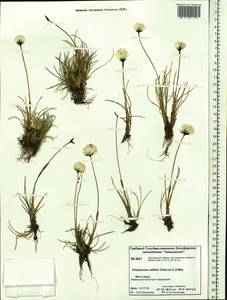 Eriophorum callitrix Cham. ex C.A.Mey., Siberia, Central Siberia (S3) (Russia)