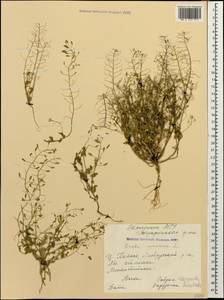 Draba nemorosa L., Caucasus, Stavropol Krai, Karachay-Cherkessia & Kabardino-Balkaria (K1b) (Russia)