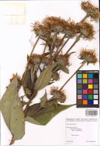 Inula helenium L., Eastern Europe, Central forest-and-steppe region (E6) (Russia)