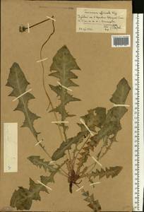 Taraxacum officinale Weber ex F.H.Wigg., Eastern Europe, Lower Volga region (E9) (Russia)