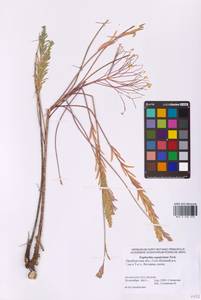 Euphorbia seguieriana Neck., Eastern Europe, Eastern region (E10) (Russia)