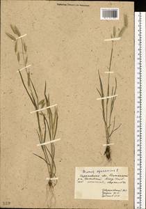 Bromus squarrosus L., Eastern Europe, Lower Volga region (E9) (Russia)
