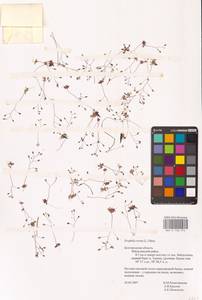 Draba verna L., Eastern Europe, Central forest-and-steppe region (E6) (Russia)