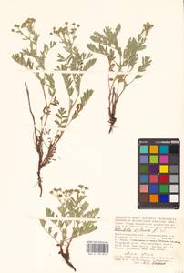 Sibbaldianthe bifurca (L.) Kurtto & T. Erikss., Eastern Europe, Lower Volga region (E9) (Russia)