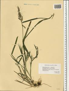 Echinochloa crus-galli (L.) P.Beauv., Eastern Europe, Central forest-and-steppe region (E6) (Russia)