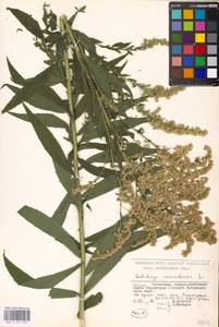 Solidago canadensis L., Eastern Europe, Moscow region (E4a) (Russia)