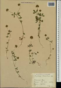 Trifolium leucanthum M.Bieb., Crimea (KRYM) (Russia)