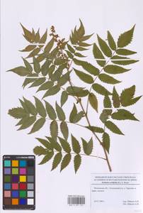 Sorbaria sorbifolia (L.) A.Braun, Eastern Europe, Moscow region (E4a) (Russia)