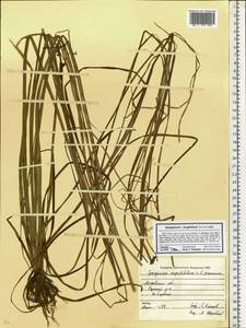 Sparganium gramineum Georgi, Eastern Europe, Moscow region (E4a) (Russia)