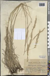 Calamagrostis arundinacea (L.) Roth, Western Europe (EUR) (Bulgaria)