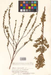 Spiraea hypericifolia L., Eastern Europe, Lower Volga region (E9) (Russia)