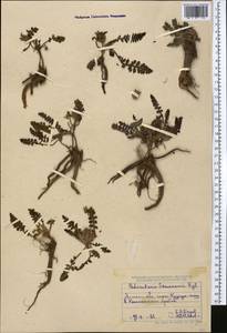 Pedicularis semenowii Regel, Middle Asia, Northern & Central Tian Shan (M4) (Kazakhstan)