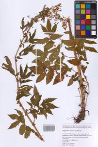 Filipendula ulmaria (L.) Maxim., Eastern Europe, Northern region (E1) (Russia)
