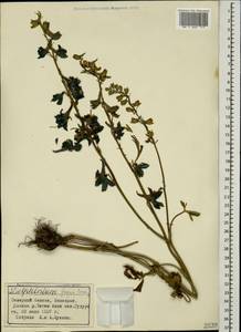 Delphinium freynii Conrath, Caucasus, Stavropol Krai, Karachay-Cherkessia & Kabardino-Balkaria (K1b) (Russia)