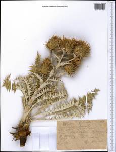 Olgaea pectinata Iljin, Middle Asia, Western Tian Shan & Karatau (M3) (Kazakhstan)