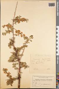 Spiraea lasiocarpa Kar. & Kir., Middle Asia, Northern & Central Tian Shan (M4) (Kyrgyzstan)
