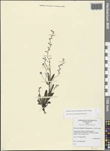 Myosotis asiatica (Vestergr. ex Hultén) Schischk. & Serg., Eastern Europe, Northern region (E1) (Russia)