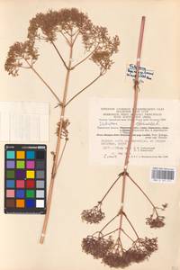 Valeriana officinalis L., Eastern Europe, Central region (E4) (Russia)