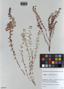 Lysimachia maritima (L.) Galasso, Banfi & Soldano, Siberia, Altai & Sayany Mountains (S2) (Russia)