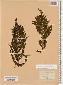 Dryopteris filix-mas (L.) Schott, Caucasus, Armenia (K5) (Armenia)