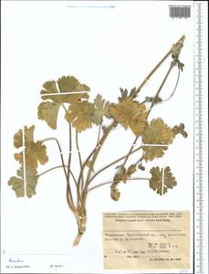 Aconitum, Middle Asia, Pamir & Pamiro-Alai (M2) (Tajikistan)