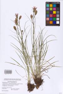 Scorzonera purpurea L., Eastern Europe, Eastern region (E10) (Russia)