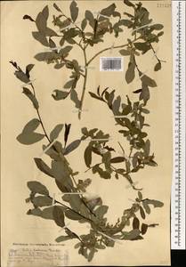 Salix kochiana Trautv., Mongolia (MONG) (Mongolia)