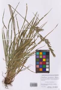 Lolium pratense (Huds.) Darbysh., Eastern Europe, Moscow region (E4a) (Russia)