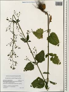 Scrophularia scopolii Hoppe, Caucasus, Krasnodar Krai & Adygea (K1a) (Russia)