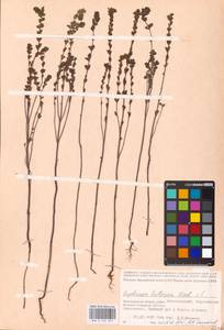 MHA 0 161 697, Euphrasia pectinata, Eastern Europe, Lower Volga region (E9) (Russia)