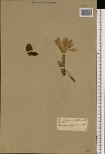 Crocus biflorus subsp. adami (J.Gay) K.Richt., Eastern Europe, South Ukrainian region (E12) (Ukraine)