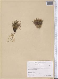 Sabulina rubella (Wahlenb.) Dillenb. & Kadereit, America (AMER) (Greenland)