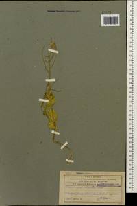 Plagioloba clavata (Boiss.) Khosravi & Eslami-Farouji, Caucasus, Azerbaijan (K6) (Azerbaijan)