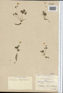 Isopyrum anemonoides Kar. & Kir., Middle Asia, Western Tian Shan & Karatau (M3) (Uzbekistan)