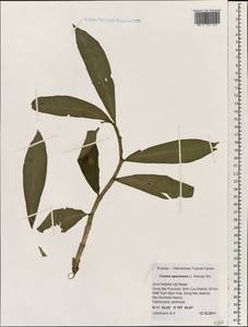 Hellenia speciosa (J.Koenig) S.R.Dutta, South Asia, South Asia (Asia outside ex-Soviet states and Mongolia) (ASIA) (Vietnam)