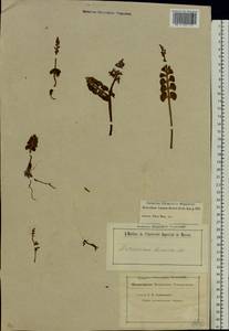 Botrychium lunaria (L.) Sw., Eastern Europe, Moscow region (E4a) (Russia)