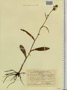 Dactylorhiza maculata subsp. fuchsii (Druce) Hyl., Siberia, Central Siberia (S3) (Russia)