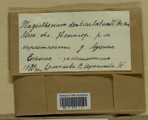 Plagiothecium denticulatum (Hedw.) Schimp., Bryophytes, Bryophytes - Moscow City & Moscow Oblast (B6a) (Russia)