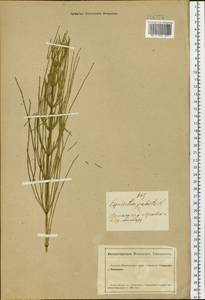 Equisetum palustre L., Siberia, Altai & Sayany Mountains (S2) (Russia)