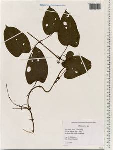 Dioscorea, South Asia, South Asia (Asia outside ex-Soviet states and Mongolia) (ASIA) (Vietnam)