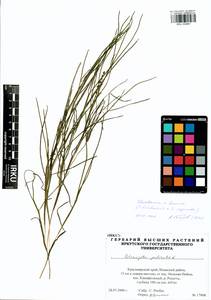 Stuckenia fennica (Hagstr.) Holub, Siberia, Central Siberia (S3) (Russia)
