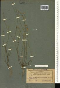 Linum tenuifolium L., Caucasus, Azerbaijan (K6) (Azerbaijan)