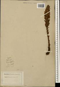 Orobanche, Caucasus, North Ossetia, Ingushetia & Chechnya (K1c) (Russia)