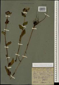 Campanula glomerata subsp. oblongifolioides (Galushko) Ogan., Caucasus, Georgia (K4) (Georgia)