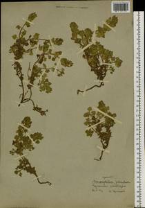 Dracocephalum palmatum Stephan ex Willd., Siberia, Chukotka & Kamchatka (S7) (Russia)
