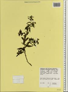 Eclipta alba (L.) Hassk., South Asia, South Asia (Asia outside ex-Soviet states and Mongolia) (ASIA) (Thailand)