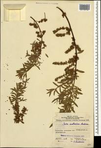 Salix excelsa J.F.Gmel., Caucasus, Azerbaijan (K6) (Azerbaijan)