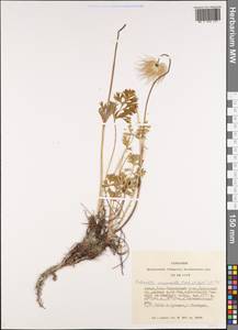 Pulsatilla campanella (Regel & Tiling) Hayek, Siberia, Altai & Sayany Mountains (S2) (Russia)