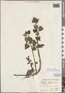 Lamium maculatum (L.) L., Eastern Europe, Moscow region (E4a) (Russia)